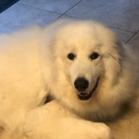 Meet the Posher Other - Meet your Posher, Scott